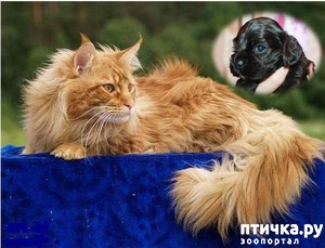 ����: ������� ����������))) ����� ������� �����)