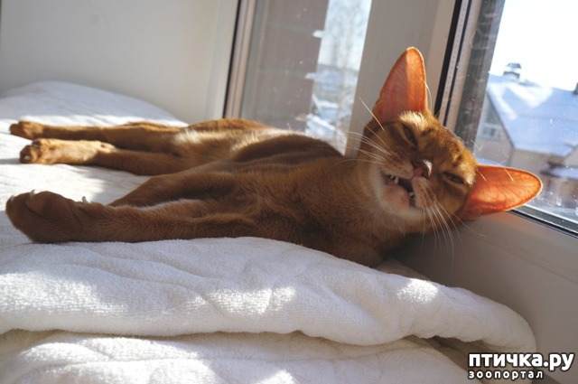 фото 2: Опять и снова сорелька! Абиссинская кошка. Рыжая моя красотка Мортиша!