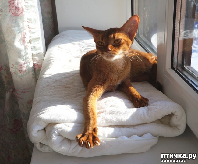 фото 4: Опять и снова сорелька! Абиссинская кошка. Рыжая моя красотка Мортиша!
