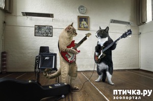 ����: ���� ���������