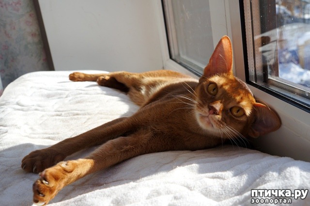 фото 1: Опять и снова сорелька! Абиссинская кошка. Рыжая моя красотка Мортиша!