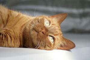 ����: ��� ��������� �������. ������ ������ ����.