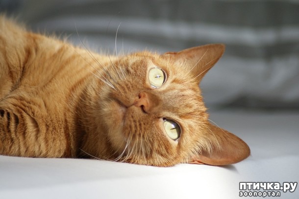 ���� 1: ��� ��������� �������. ������ ������ ����.