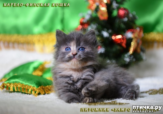 фото 5: Карельские котята, вот такие мы бываем!!