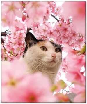 ����: ���� ����� � ������ "���-���-���"))