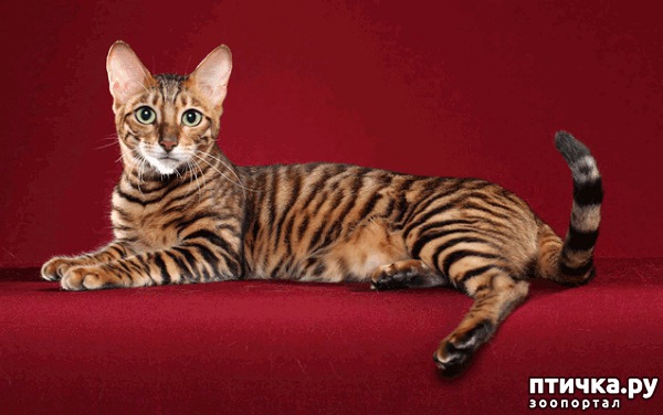 ���� 2: ������ �����, ������� �� �����.