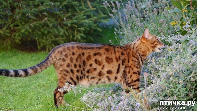 ���� 4: ������ �����, ������� �� �����.