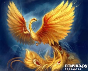 ����: ���-�����.