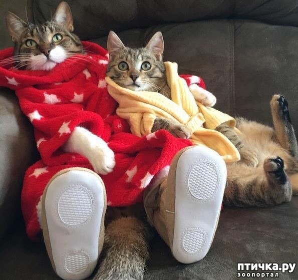 ���� 4: ���! ��������!