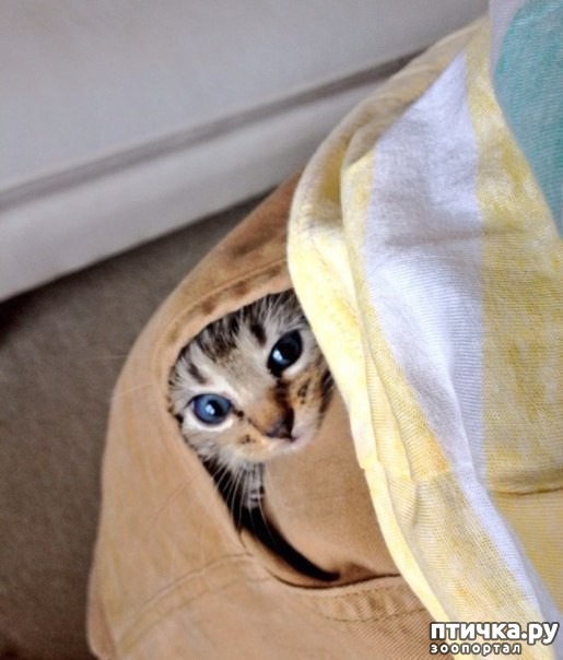 ���� 5: ��� ���� �� ������, ���� �� � ������� � ������� ��� �����