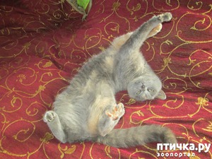 ����: ������� � ������ ����� � ������.