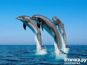 ����: ���� �� ������ ���������