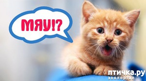 ����: ��� "�������������" ����� � ������ ������� ����)))