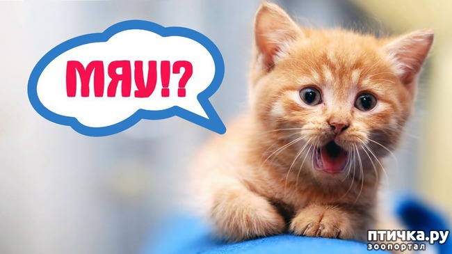 ���� 1: ��� 