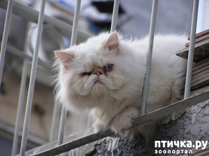 ����: �������