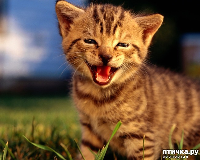 ���� 3: ��� 