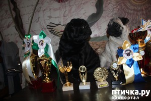 ����: �����.