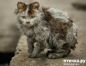 ����: �������������� ��������������