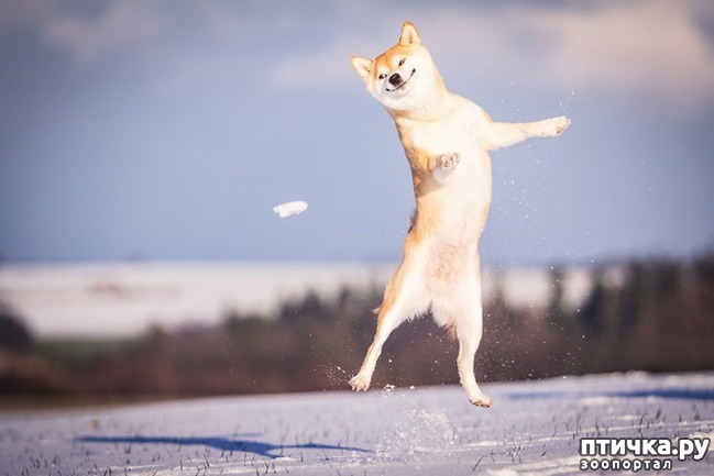 ���� 1: ��� ������� � �������� ��������)))