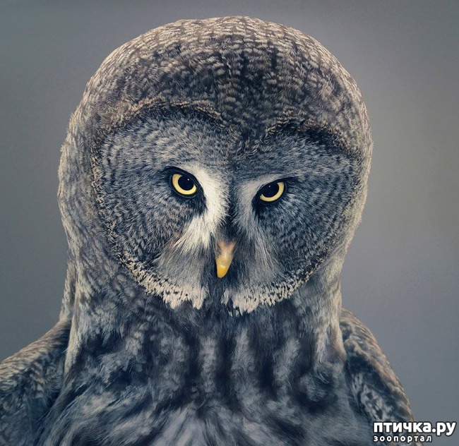 ���� 6: ��� ������� � �������� ��������)))