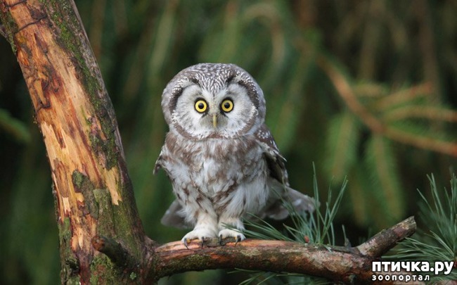 ���� 7: ��� ������� � �������� ��������)))