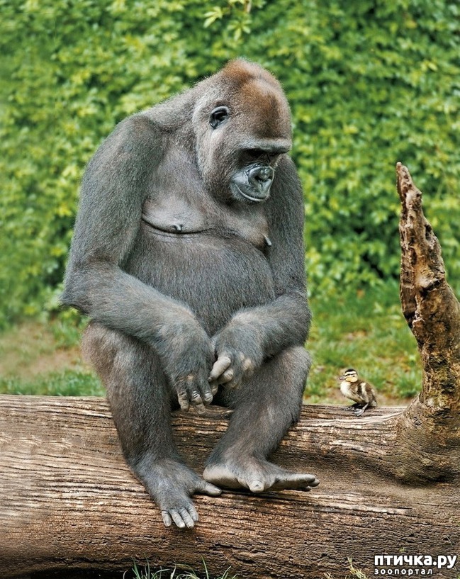 ���� 9: ��� ������� � �������� ��������)))