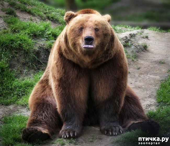 ���� 12: ��� ������� � �������� ��������)))