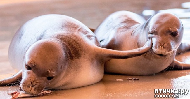 ���� 13: ��� ������� � �������� ��������)))