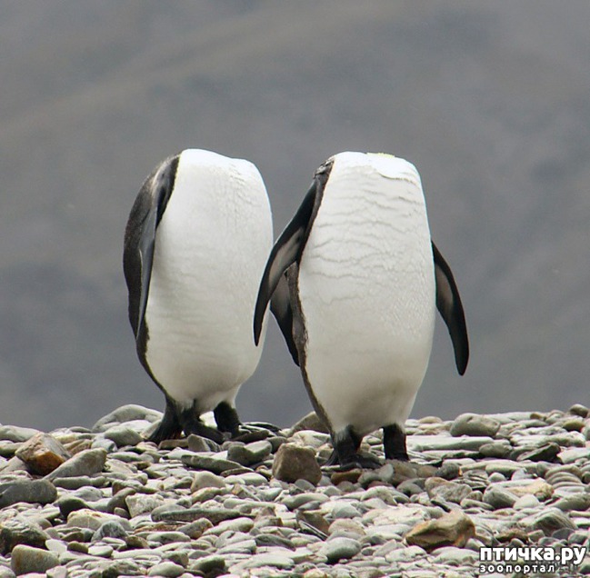 ���� 14: ��� ������� � �������� ��������)))