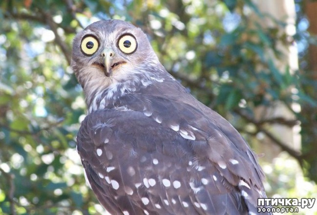 ���� 15: ��� ������� � �������� ��������)))