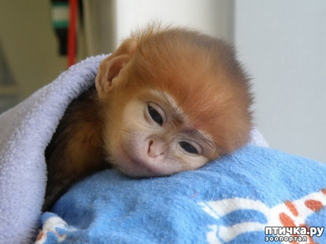 ���� 18: ��� ������� � �������� ��������)))