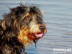 фотография: Монолог хозяйки таксы фото: Монолог хозяйки таксы