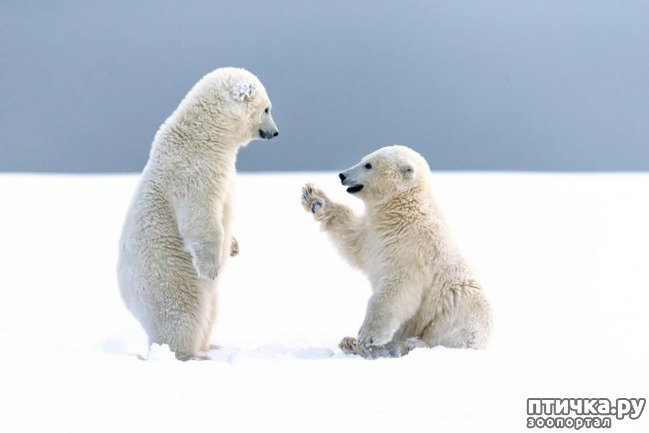 ���� 21: ��� ������� � �������� ��������)))