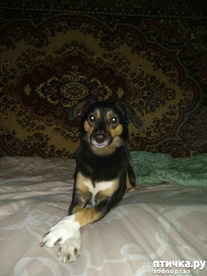 фотография: Любимица! фото: Любимица!