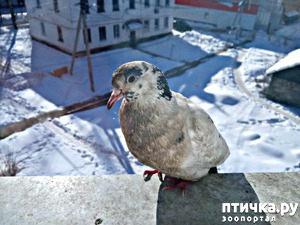 фотография: ГОЛУБка: У нас -15... Мороз! фото: ГОЛУБка: У нас -15... Мороз!