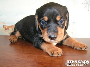 фотография: Мои первые Таксы фото: Мои первые Таксы