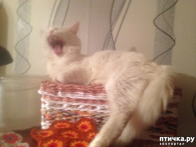 ���� 4: ����, ��� �������...