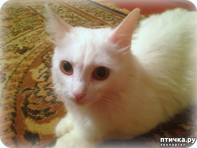 ���� 8: ����, ��� �������...