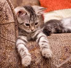 ���� 3: ���� �� ������� ��������...