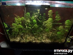 ����: �������.