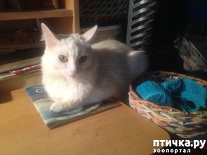 ����: ����, ��� �������...