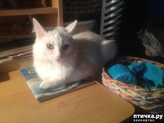 ���� 1: ����, ��� �������...