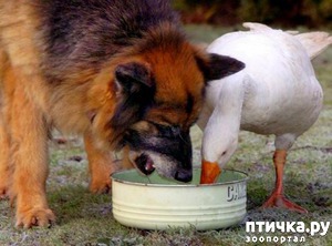 ����: �������� ������ ������ ������������ ���