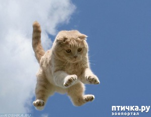 ����: ��� �������� �����