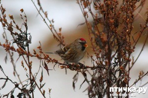 ����: ������� �������� ��������.