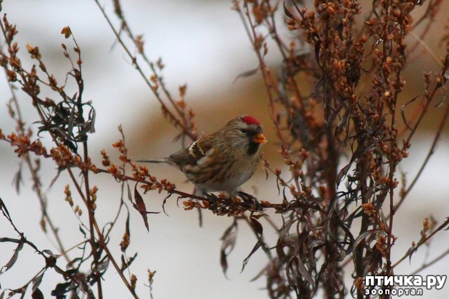 ���� 1: ������� �������� ��������.