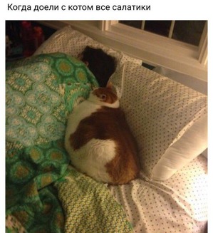 ����: ������.