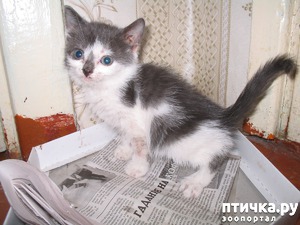 ����: ���� ��������� ����, ��� ����� � ������