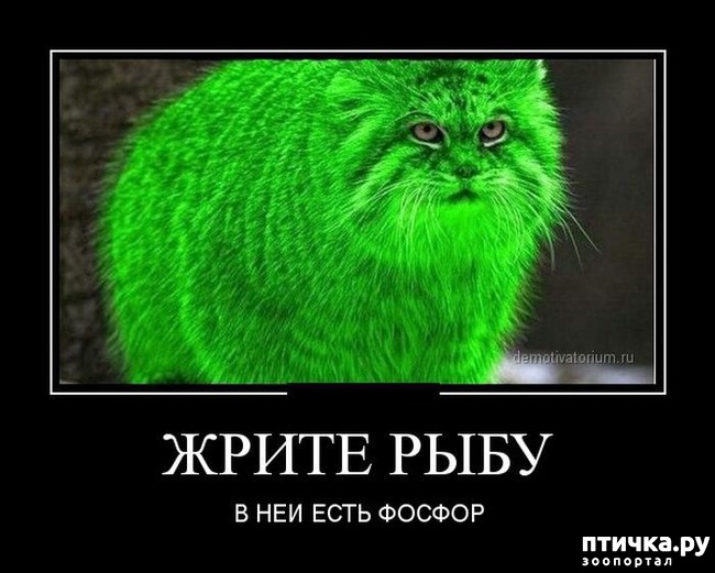 ���� 8: �����������: � ��������� ������ ���������!!!