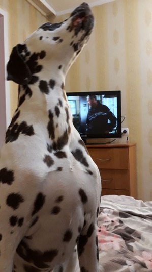 ����: ������ �������.